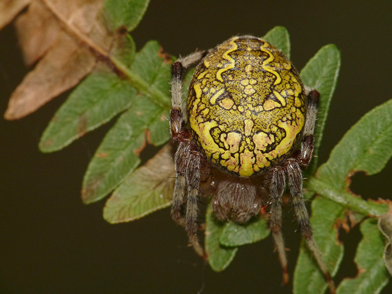 Araneus marmoreus - Lagozza di Besnate (VA)
